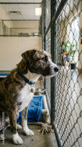 Sad brindle mixed breed dog waiting in an animal shelter kennel behind a wire fence for adoption into a forever home