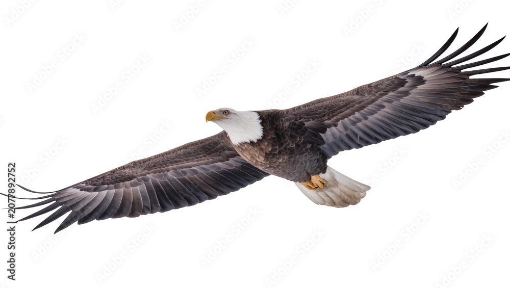 Fototapeta premium Majestic bald eagle with outstretched wings soaring in flight, isolated on transparent background