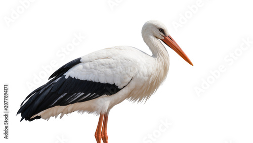 Canvas-taulu White stork with black wing feathers, isolated on transparent background