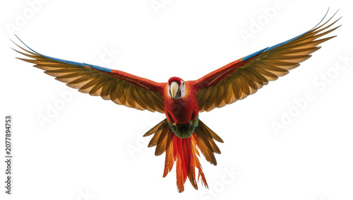 Bild auf Leinwand Red and green macaw parrot with wings spread wide, isolated on transparent backg