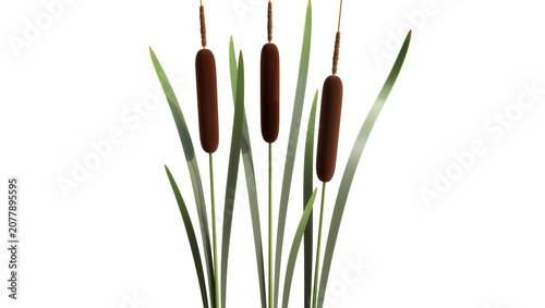 Foto Three brown cattail seed heads with green leaves, isolated on transparent backgr