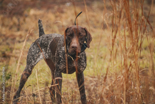 Fotografie german shorthaired pointer