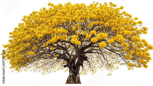Fotografía Massive blooming yellow ipé tree with dense branches, isolated on transparent ba