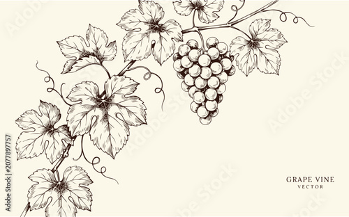 Elegant Botanical Grape Vine with Leaves. Hand Drawn Vintage Ink Vector Illustration for Wine Menu, Brochure, Bottle Label, Packaging and Cover Design