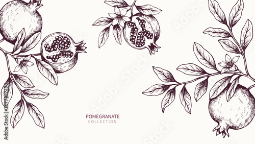 Elegant Hand Drawn Pomegranate Branch with Leaves. Vintage Botanical Ink Vector Illustration Background for Food Menu, Brochure, Packaging, Template Layout and Cover Design
