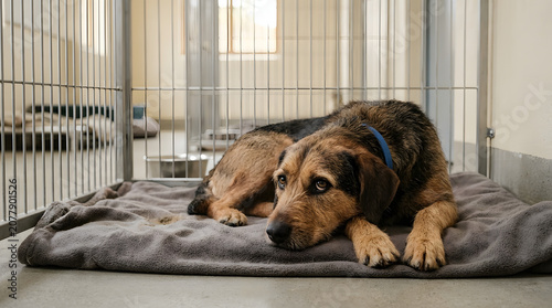 Sad rescued dog lying alone on a soft blanket inside a metal kennel at an animal shelter waiting for a new family