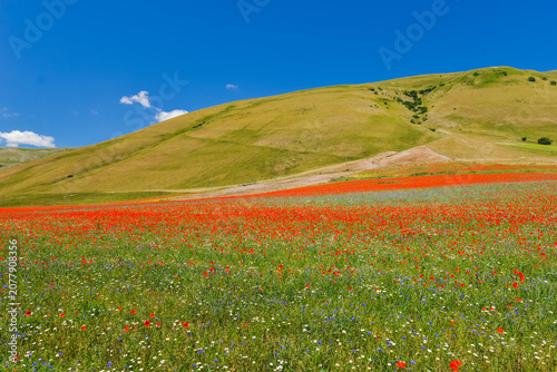 Landscape blooming wildflowers and red poppies field, Piano Grande plateau and Sibillini Mountains, Umbria, Italy	
