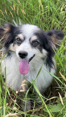 A silly dog is sticking his tongue out and twitching his ears, vertical video.