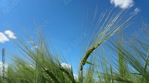 Wheat ears against blue sky.