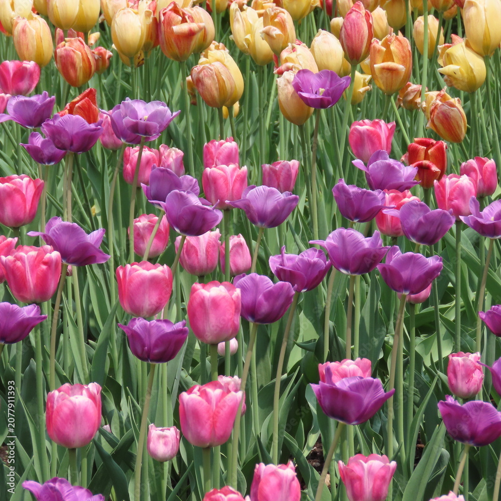 Fototapeta premium Colorful tulips