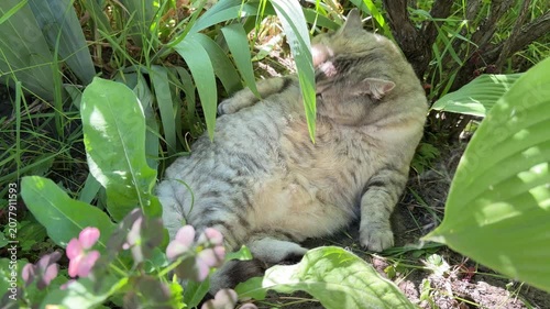Funny lazy cat lying and washing itself in the grass.