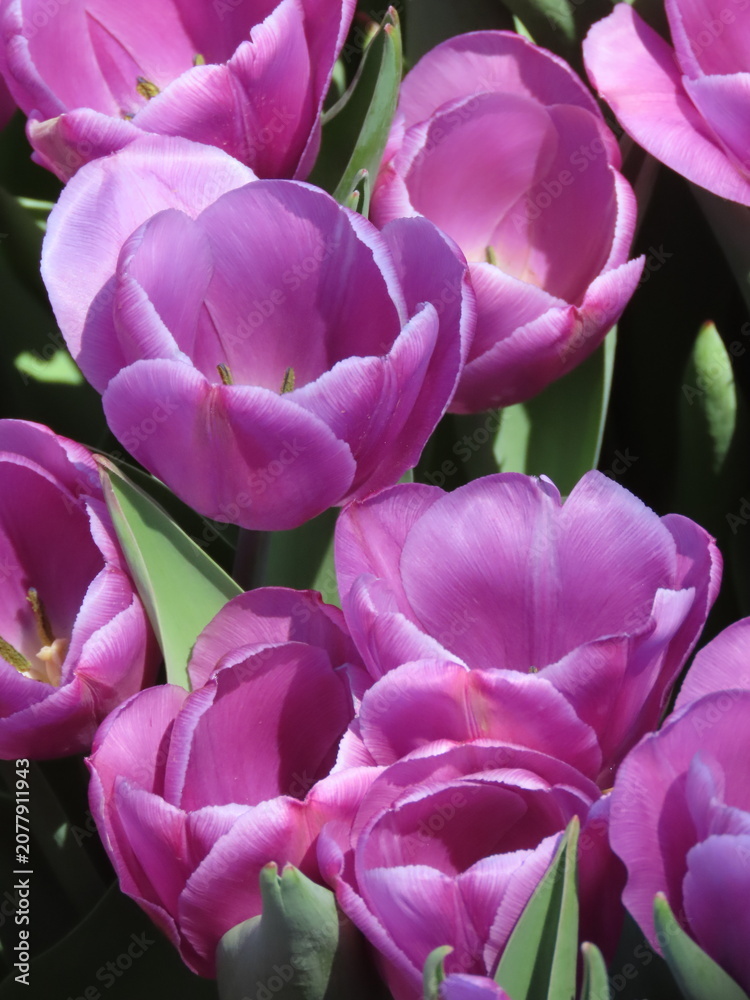 Obraz premium Pink tulips