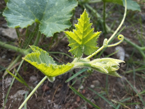 Canvastavla Medium shot of a light green pumpkin plant runner with a curly tendril creeping across dry earth