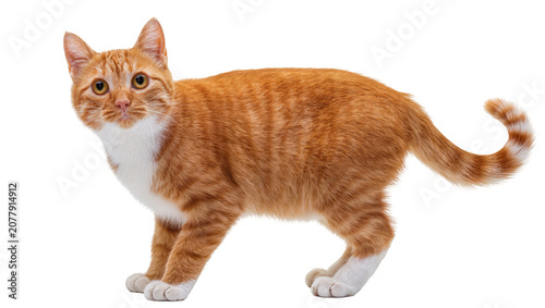 Fotografía Orange tabby cat with white chest and paws, isolated on transparent background