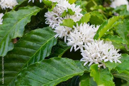Close-up commercial texture framing multiple clusters of soft, star-like white coffee tree blooms neatly arranged over rich green plantation foliage.