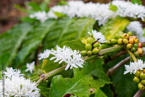 A fascinating agricultural detail shot showing tiny young green coffee berries developing right next to newly opened white coffee blossoms.