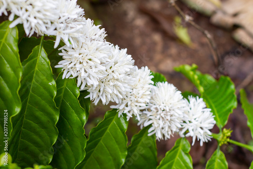 Clear daytime photograph capturing a dense line of detailed white coffee tree blossoms under bright sunlight, highlighting their delicate needle-like petals.