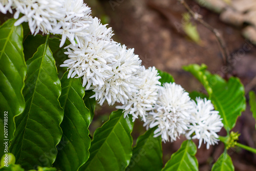 Side view showcasing a neat row of fluffy white coffee blossoms flowering dynamically on a branch against a blurred natural dirt background.
