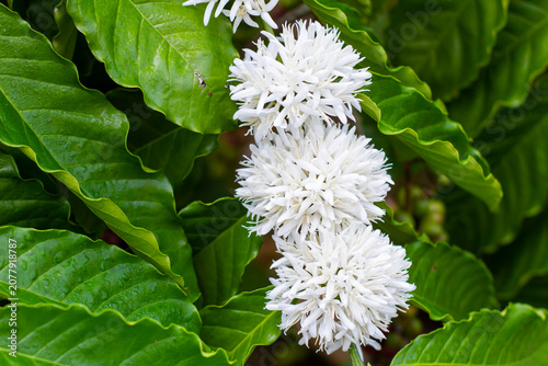 Close-up commercial shot of beautiful, star-shaped white coffee blossoms blooming in dense clusters along a branch with vibrant green leaves.