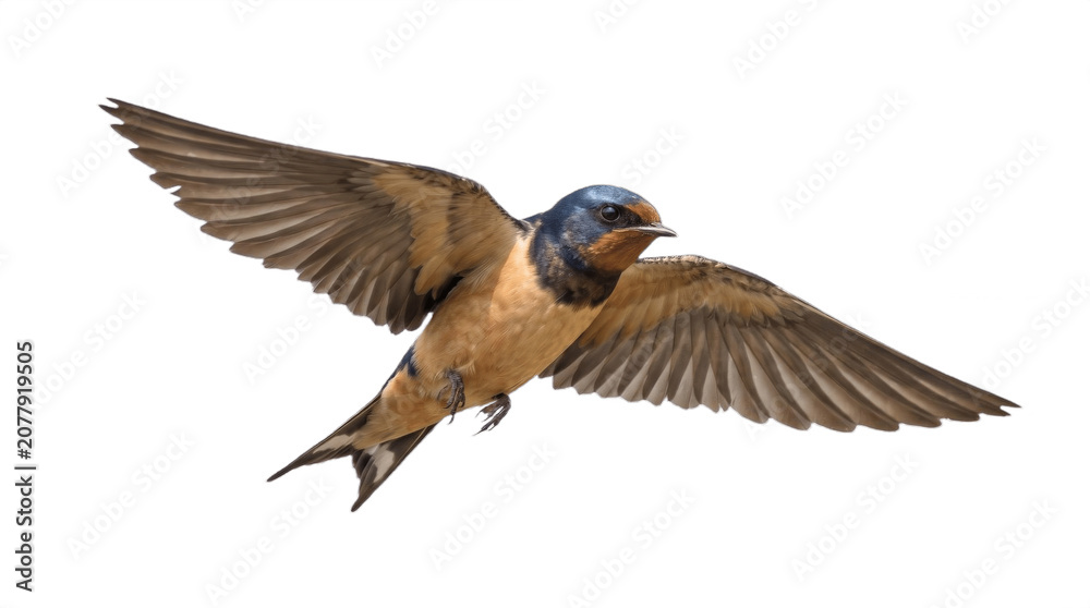 Fototapeta premium Small Swallow Bird in Mid-Flight Isolated on White Background
