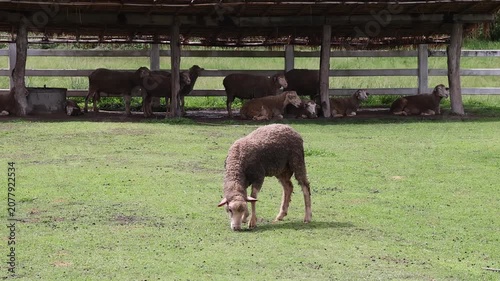 Single brown sheep grazing on green grass in a farm pasture, with a flock resting under a wooden shelter in the background.