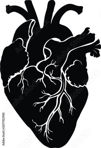 Human Anatomical Heart Silhouette Vector Illustration