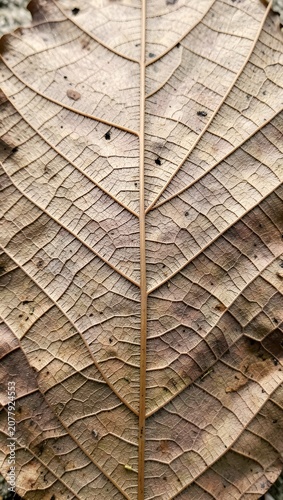 Detailed view of a dried leaf with intricate vein patterns.