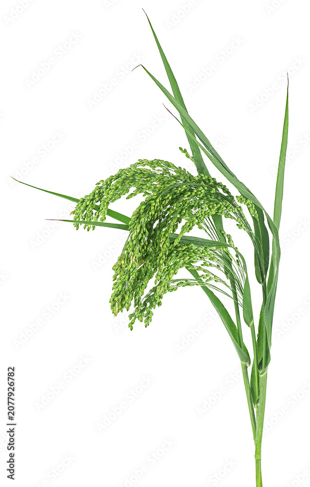 Fototapeta premium Green millet spikelet isolated on a white background. Single ear of green millet.