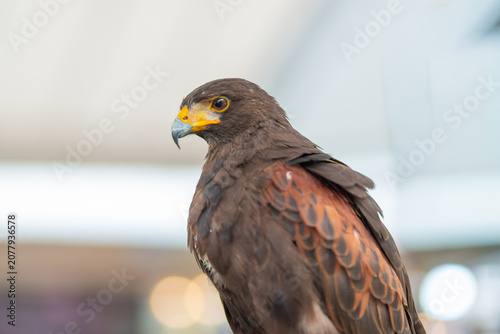 Fotografija Side view profile portrait of a Harris hawk (Parabuteo unicinctus) showing detailed feathers, a sharp yellow beak, and a keen eye look, captured in captive environment
