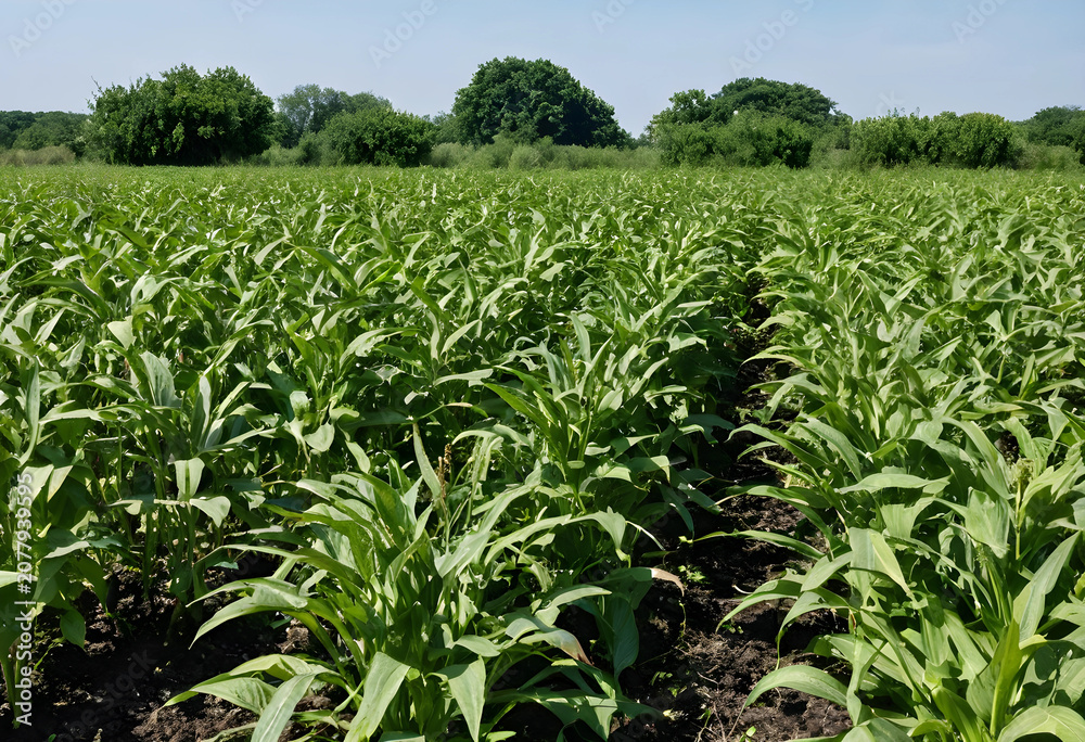 Fototapeta premium Field of mature sorghum plants showing disease symptoms
