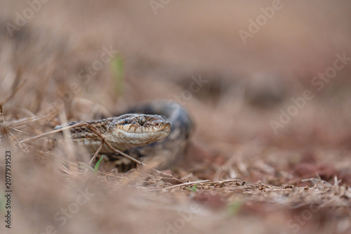 Obraz na plátně Viper snake hiding in dry grass observing environment