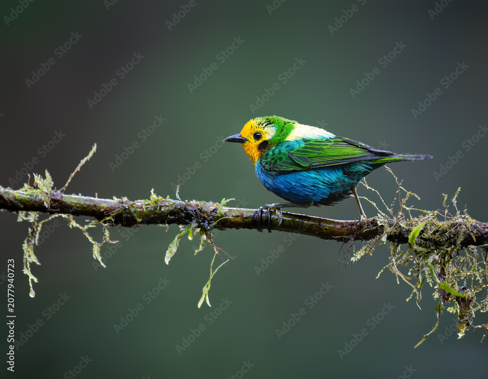 Fototapeta premium Multicolored Tanager Perched on Mossy Branch in Colombian Forest