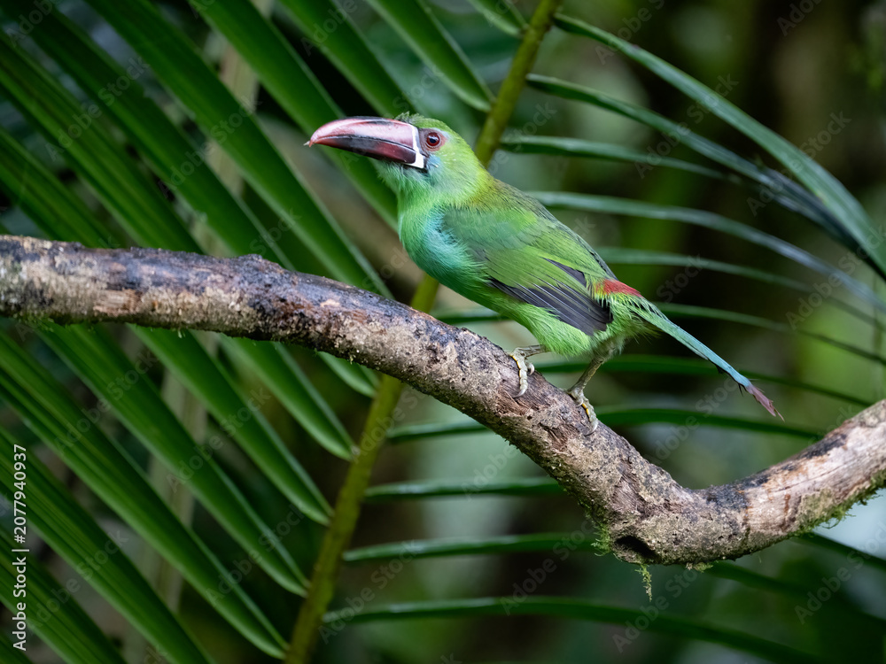 Naklejka premium Crimson-rumped Toucanet Perched on Branch in Cloud Forest