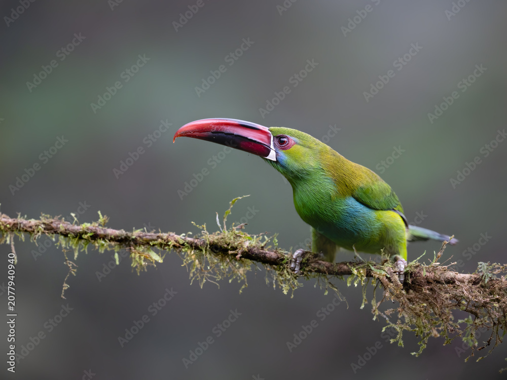 Fototapeta premium Crimson-rumped Toucanet Perched on Mossy Branch in Cloud Forest