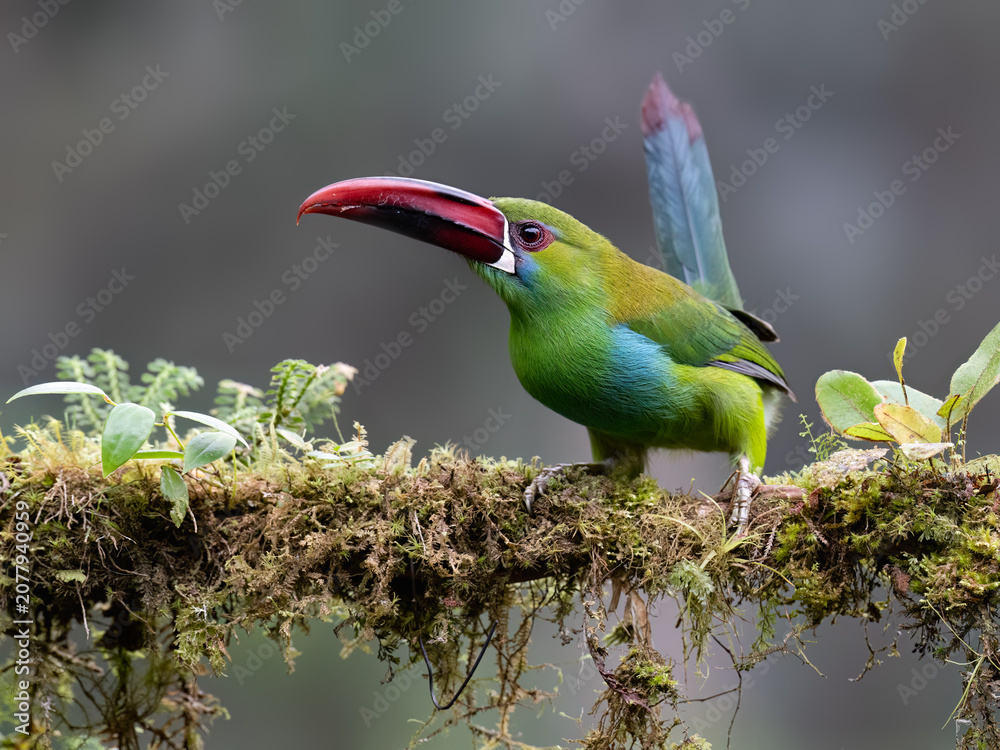 Fototapeta premium Crimson-rumped Toucanet Perched on Mossy Branch in Cloud Forest
