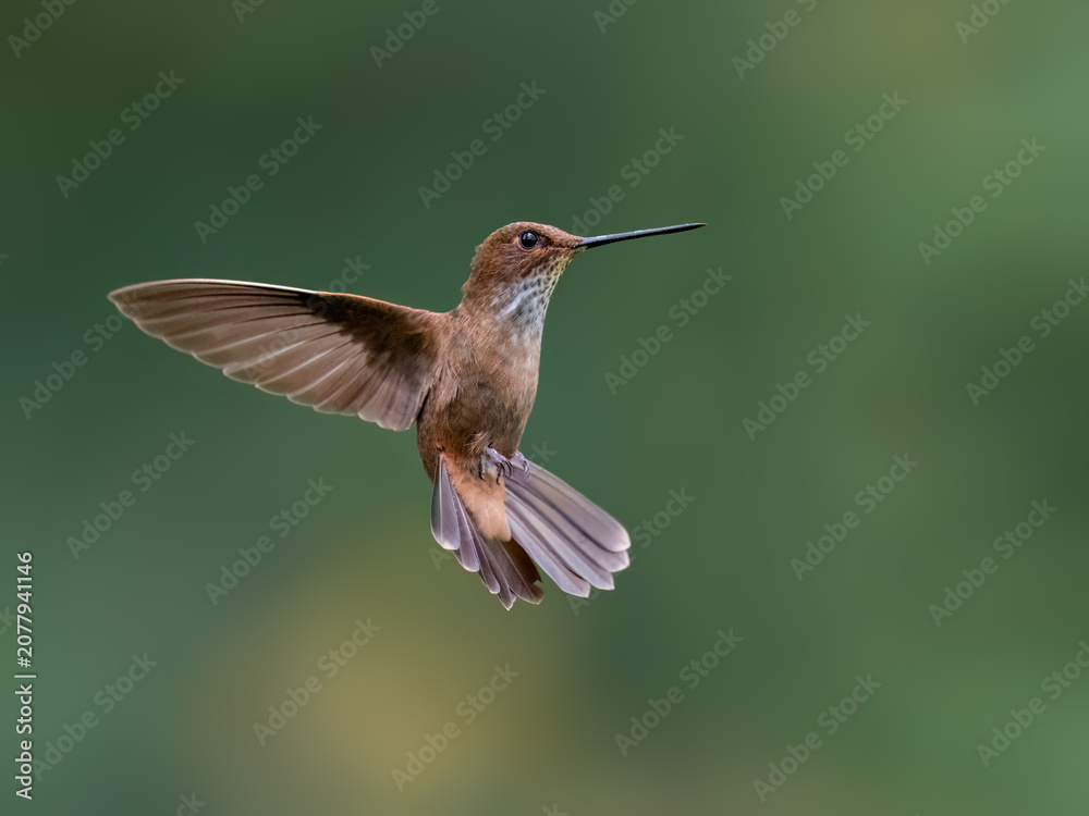 Fototapeta premium Fawn-breasted Brilliant Hummingbird Hovering In Mid Air Over Green Background