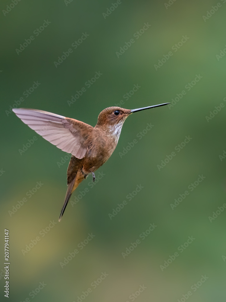 Fototapeta premium Fawn-breasted Brilliant Hummingbird Hovering In Mid Air Over Green Background