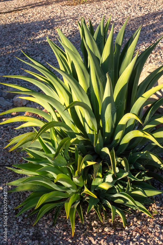 Obraz premium Smooth Agave Desmettiana growing in a gravel desert garden landscape under bright morning sun, in Phoenix, Arizona
