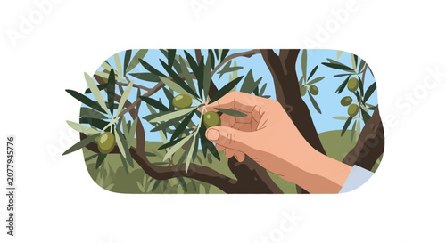 Vector illustration of a human hand picking a ripe green olive from a tree branch with dense foliage in a mediterranean grove under a clear sky, set in a rounded rectangle frame.