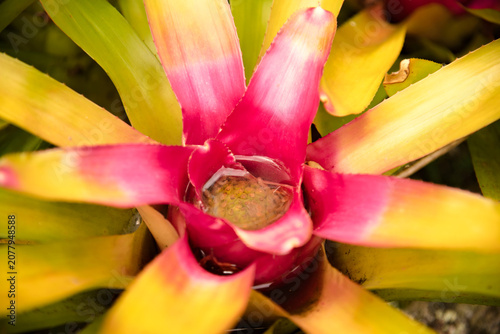 Close-up of Neoregelia carolinae bromeliad pink center with collected water. Tropical plant, native to the Atlantic Forest, and famous for forming a rosette of leaves with a center that changes color.