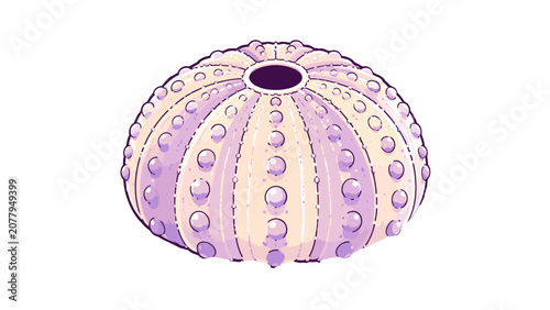 Bild auf Leinwand Purple sea urchin shell cartoon icon illustration