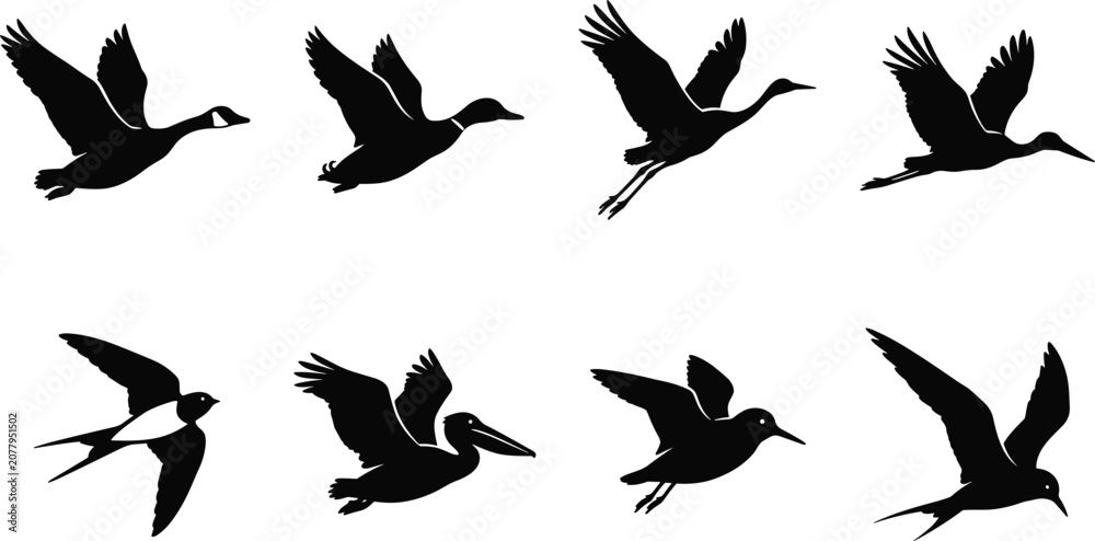 Fototapeta premium Set of flying birds silhouettes isolated on white background depicting migratory waterfowl and wild avian species