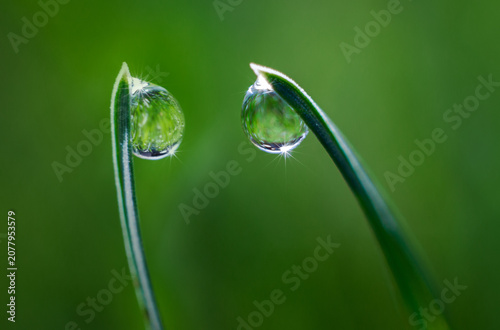 dewdrops in the sun's rays on green