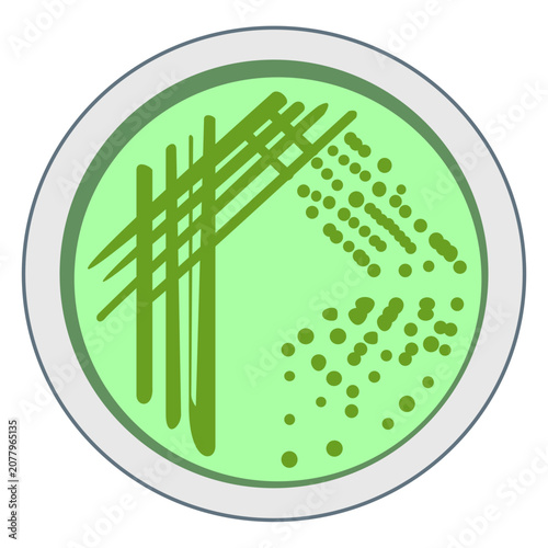 Bacterial Streak Plate Method on Green Agar Vector Illustration