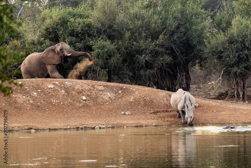 Картината върху платно An African Elephant throwing dust and trying to intimidate a white Rhino drinking water at the Ndlovu Watering hole in Hlane Royal National Park, Estwatini