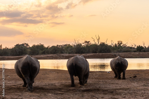 Canvas Print Three white rhinos (Ceratotherium simum) walking into the sunset toward the wate