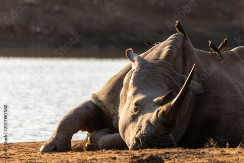 Fotografía A  white rhino (Ceratotherium simum) sleeping with a group of red-billed oxpecke