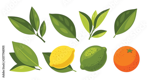 Vector collection of green citrus tree leaves, a whole yellow lemon, a green lime, and an orange fruit isolated on white. Includes various leaf arrangements and single foliage elements.