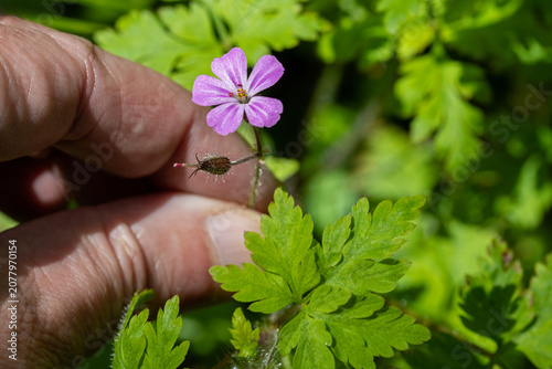 Schilderij op canvas a hand holds the small pink-and-white flower of the herb Robert against a blurre