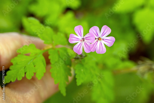 Schilderij op canvas a hand holds the small pink-and-white flower of the herb Robert against a blurre